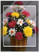 All Occasion Flowers