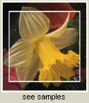 See samples of Craig's Expression of Sympathy Flowers